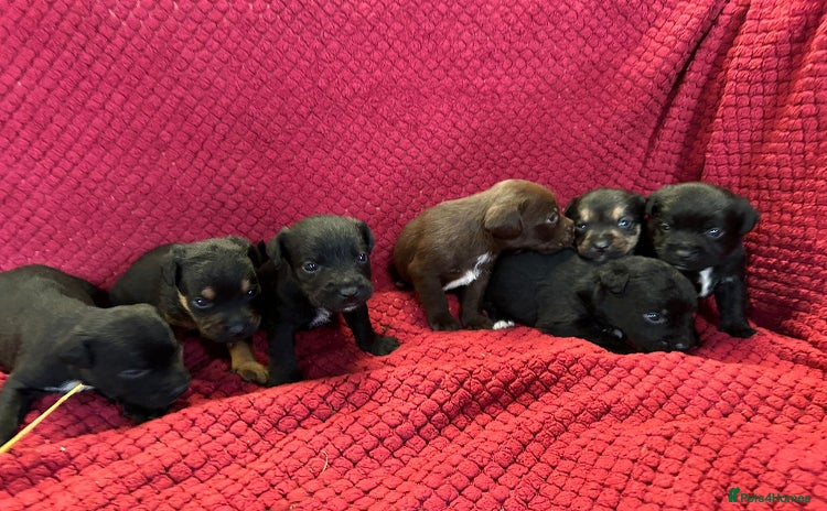 Patterdale Terrier dogs Quality Patterdale Terrier Puppies  - Advert 5