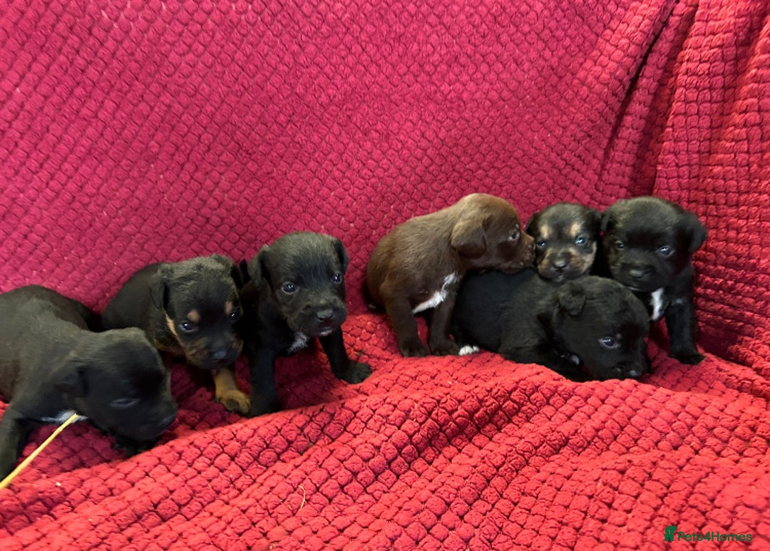 Patterdale Terrier dogs for sale: Quality Patterdale Terrier Puppies  - Advert 1