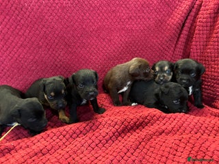 Patterdale Terrier dogs for sale: Quality Patterdale Terrier Puppies - Advert 1