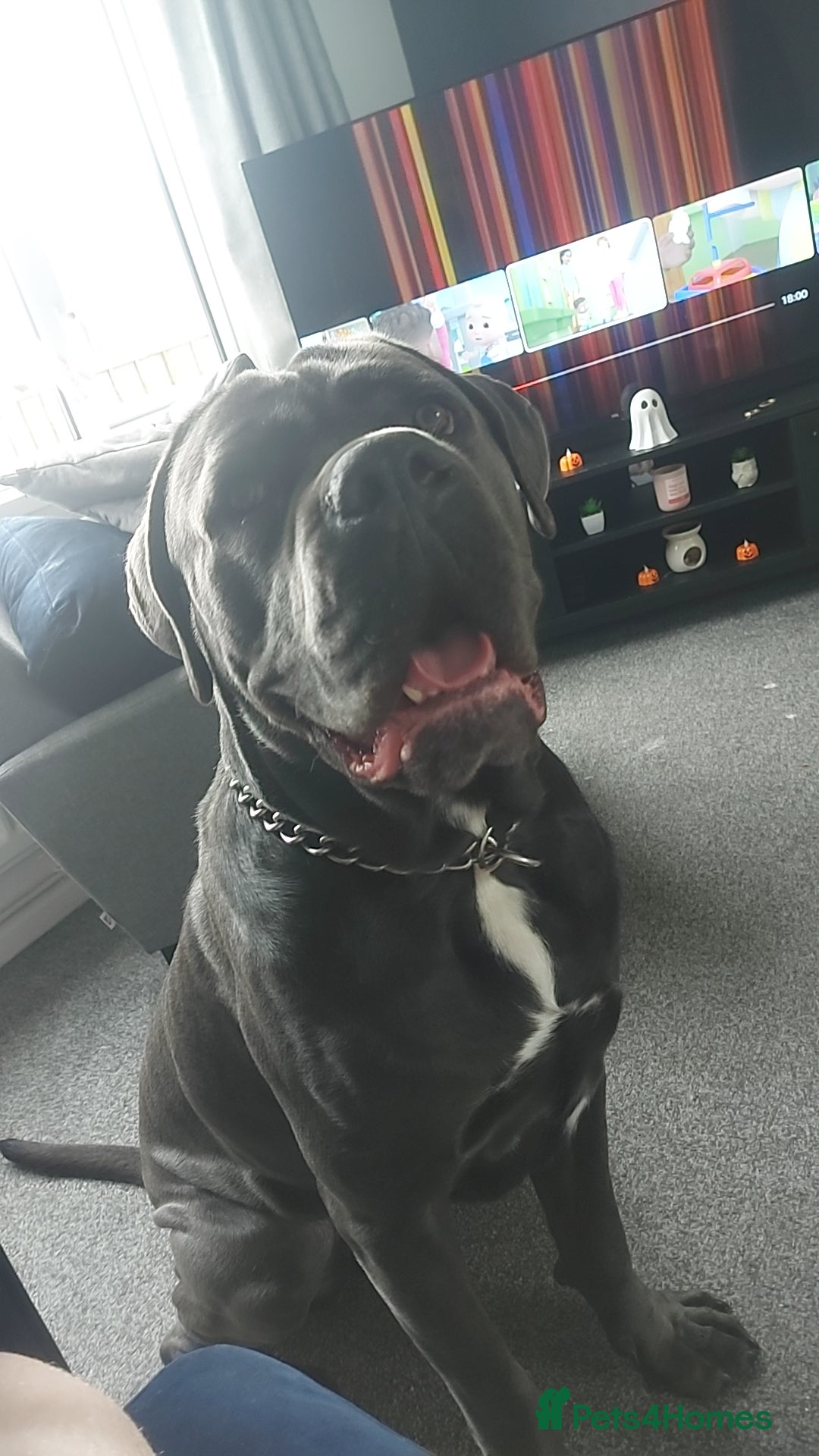 Cane Corso dogs Enzo perfect stud - Advert 1