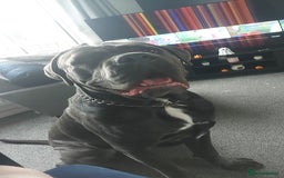 Cane Corso dogs for stud: Enzo perfect stud - Image 1