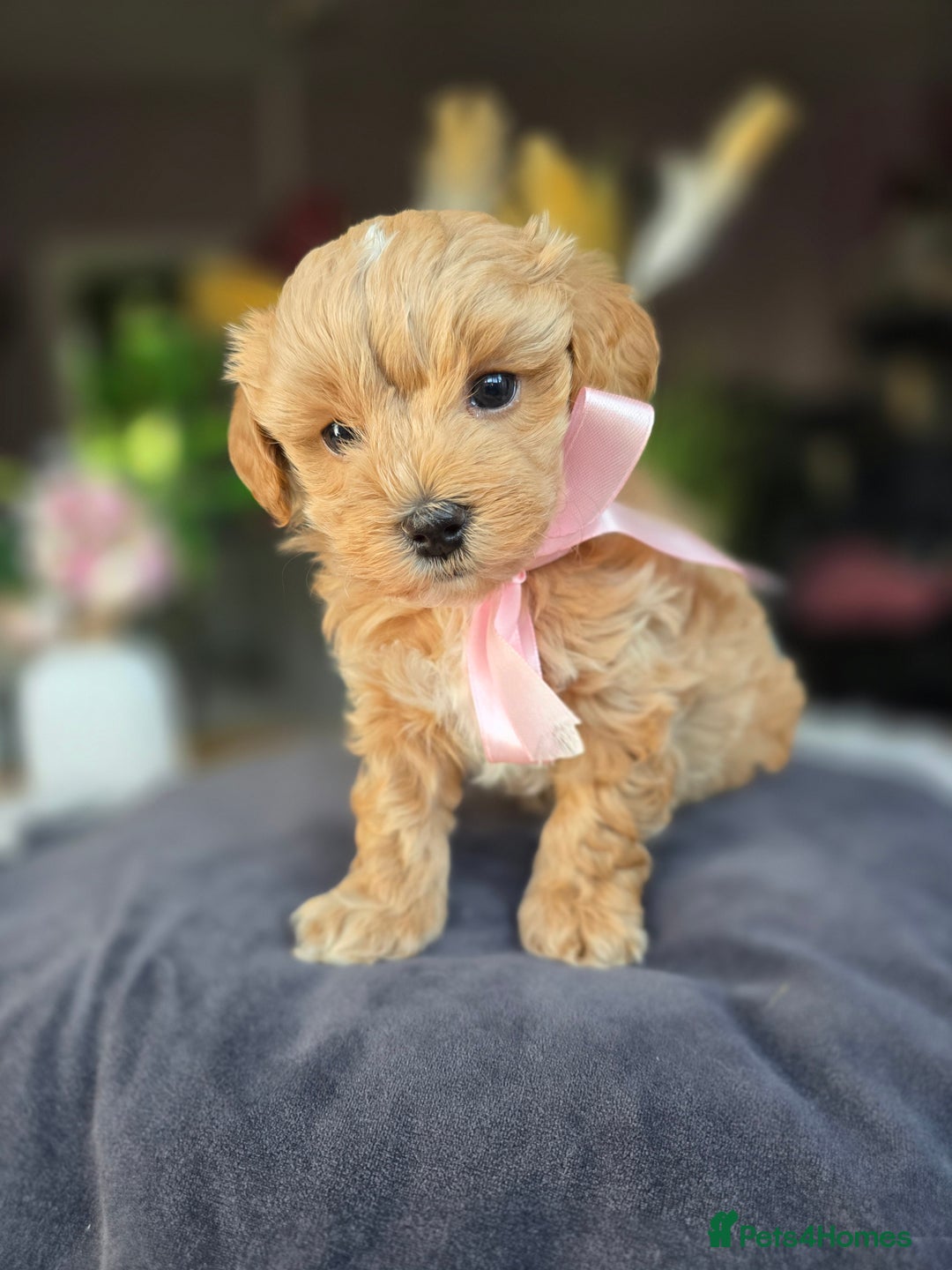 Maltipoo dogs for sale: LAST 🩷 BOY  looking forever home 🏡 😍  - Image 9