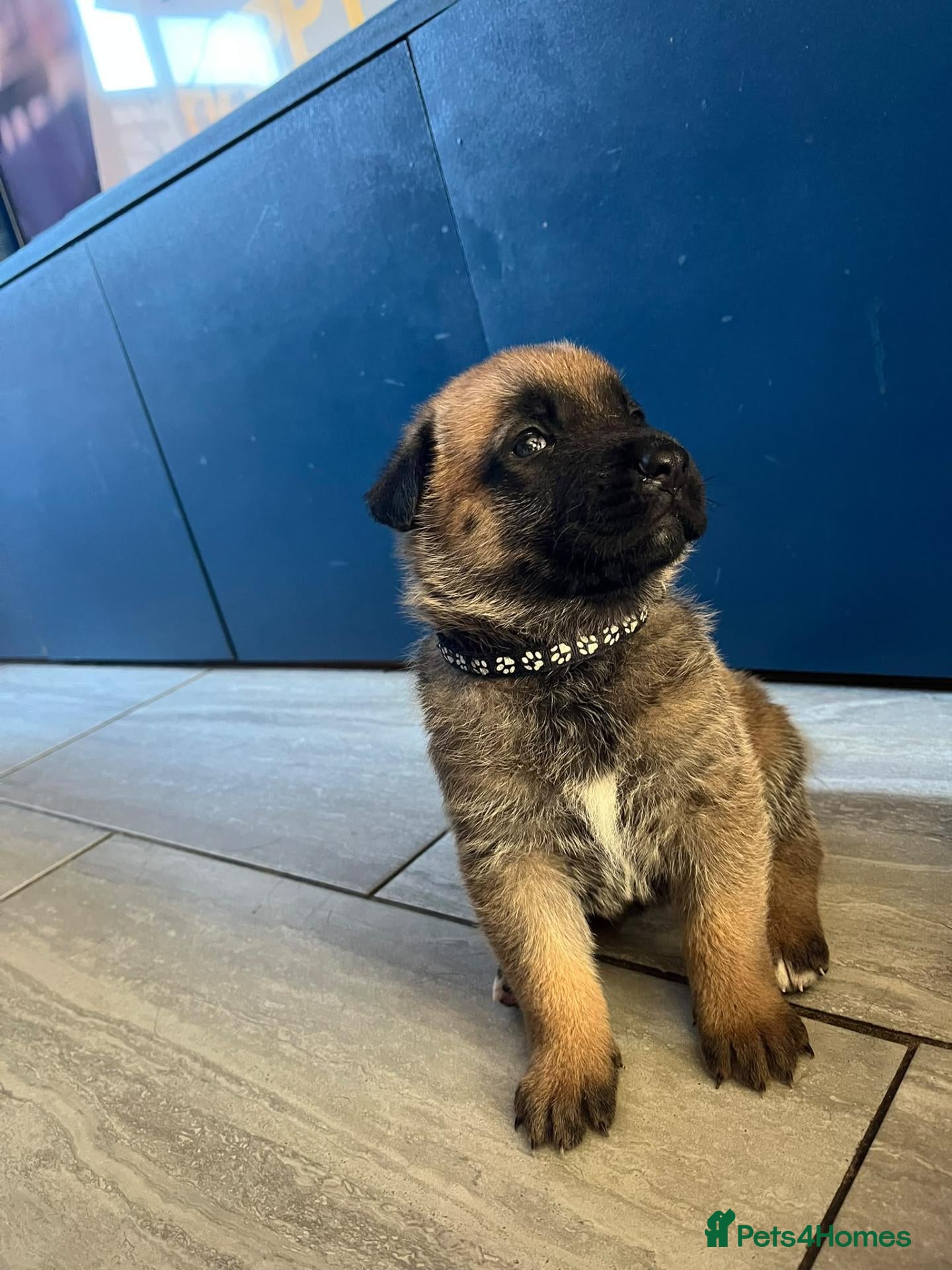 German Shepherd dogs beautiful shepkita puppies  - Advert 8