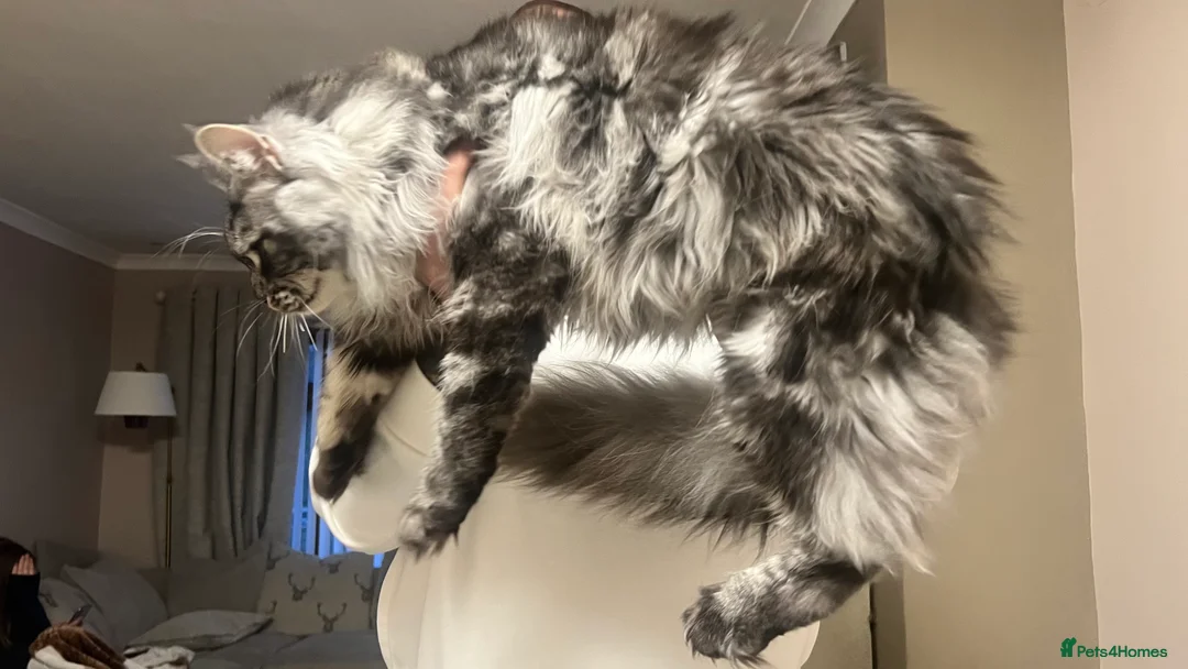 Maine Coon cats for stud: TICA/GCCF stud available + kittens available  in Brighouse - Advert 6