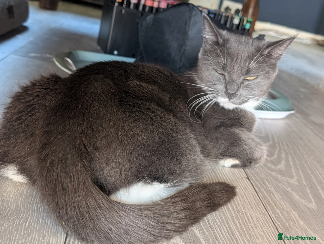 Mixed Breed cats for sale: 3 Beautiful girls in Weston-super-Mare - Advert 1