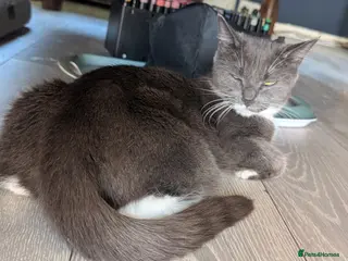 Mixed Breed cats 3 Beautiful girls - Advert 1