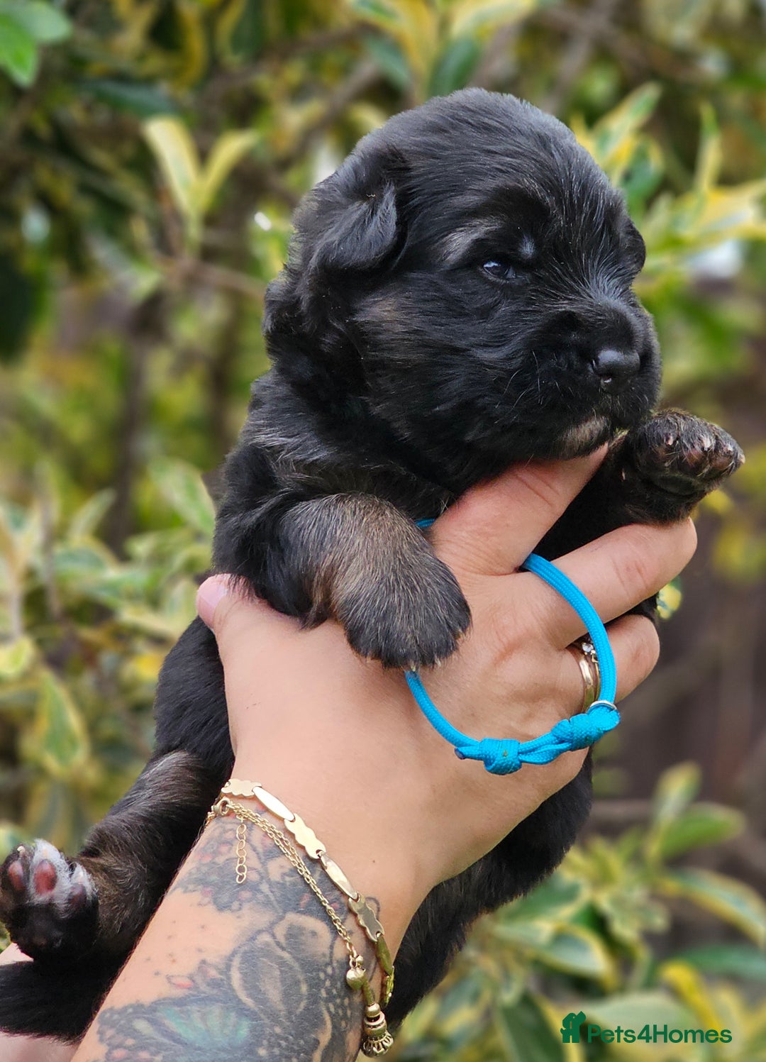 German Shepherd dogs for sale: Long Coat, Health tested, DM clear, GSD pups - Image 34