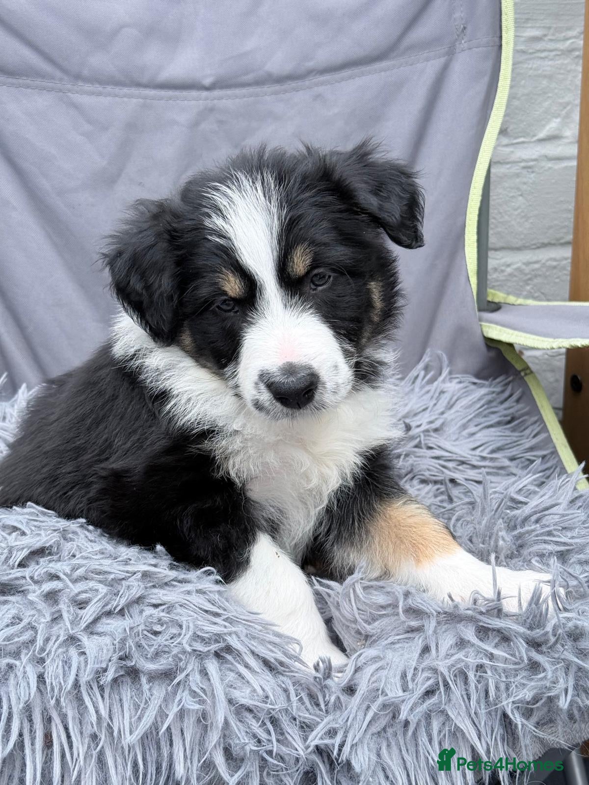 Mixed Breed dogs Bearded Collie x Border Collie Puppies - Advert 13