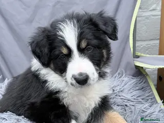 Mixed Breed dogs Bearded Collie x Border Collie Puppies - Advert 13