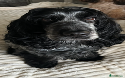 Cocker Spaniel dogs for sale: Show Cocker Spaniel Puppy - Advert 13