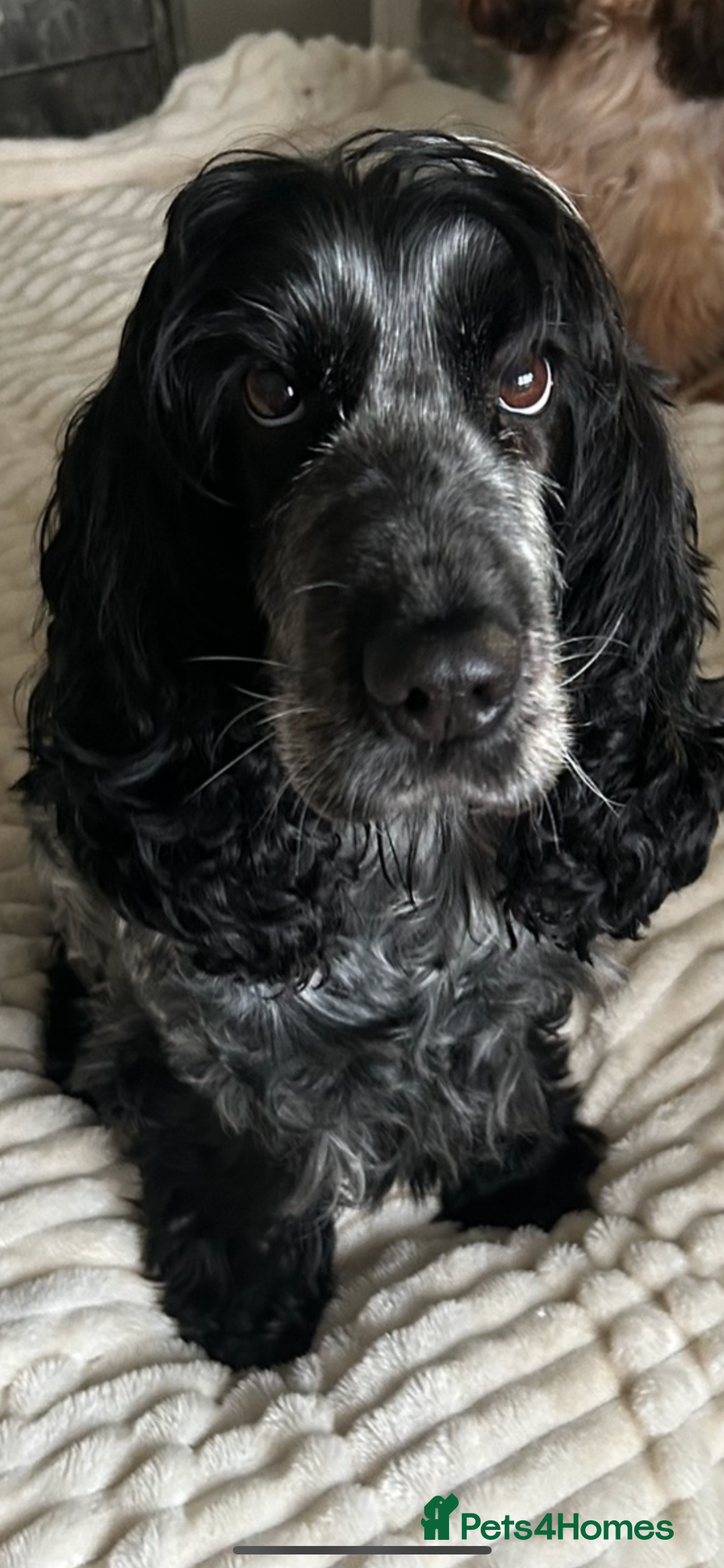 Cocker Spaniel dogs for sale: Show Cocker Spaniel Puppy - Advert 13