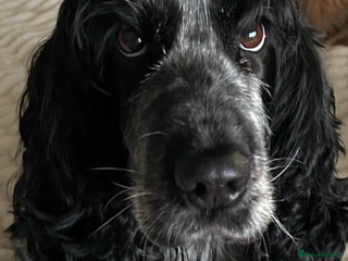 Cocker Spaniel dogs Show Cocker Spaniel Puppy - Advert 1