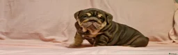 English Bulldog dogs for sale: Quality puppies available  in Bradford - Advert 4