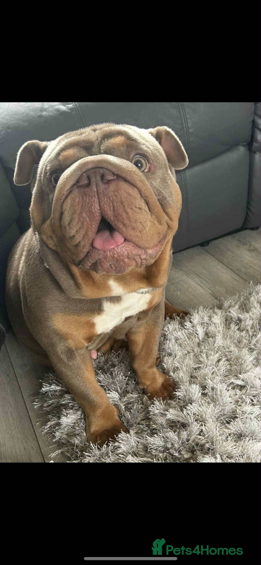 English Bulldog dogs for sale: English Bulldog - KC Registered - 5 generation - Image 5