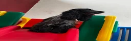 Cocker Spaniel dogs for sale: Extensively Health tested Parents & UNIQUE colours - Advert 22