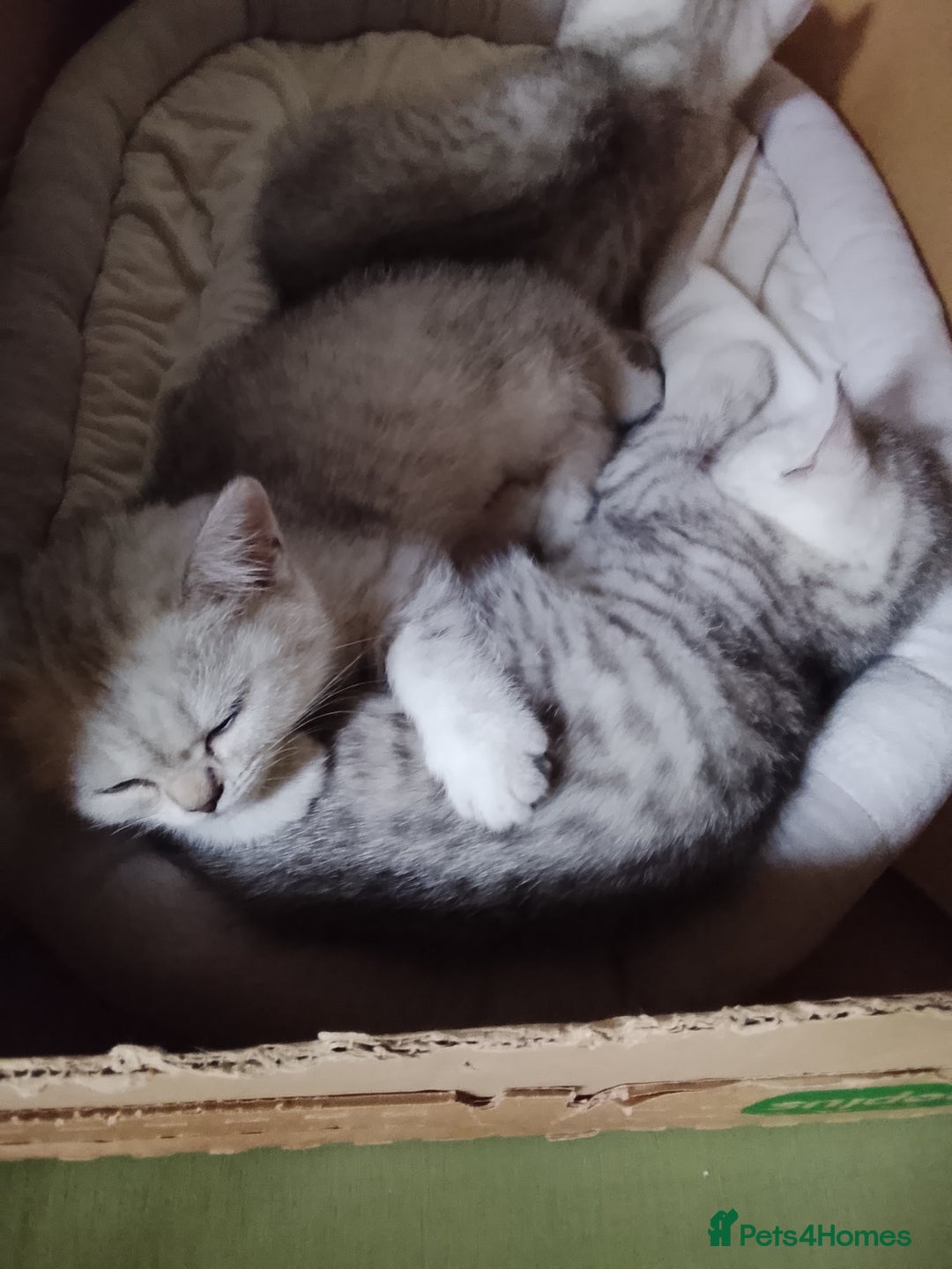 British Shorthair cats for sale: Beautiful  British Shorthair kittens  - Advert 15