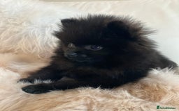 Pomeranian dogs for sale: READY NOW OUTSTANDING KC FEMALE AVALIBLE - Image 1