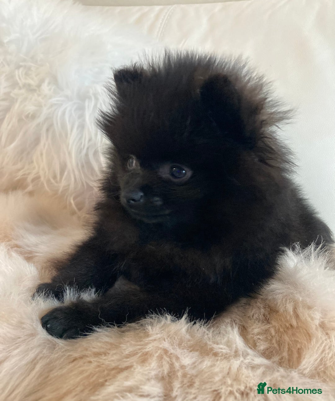 Pomeranian dogs for sale: READY NOW OUTSTANDING KC FEMALE AVALIBLE - Image 1