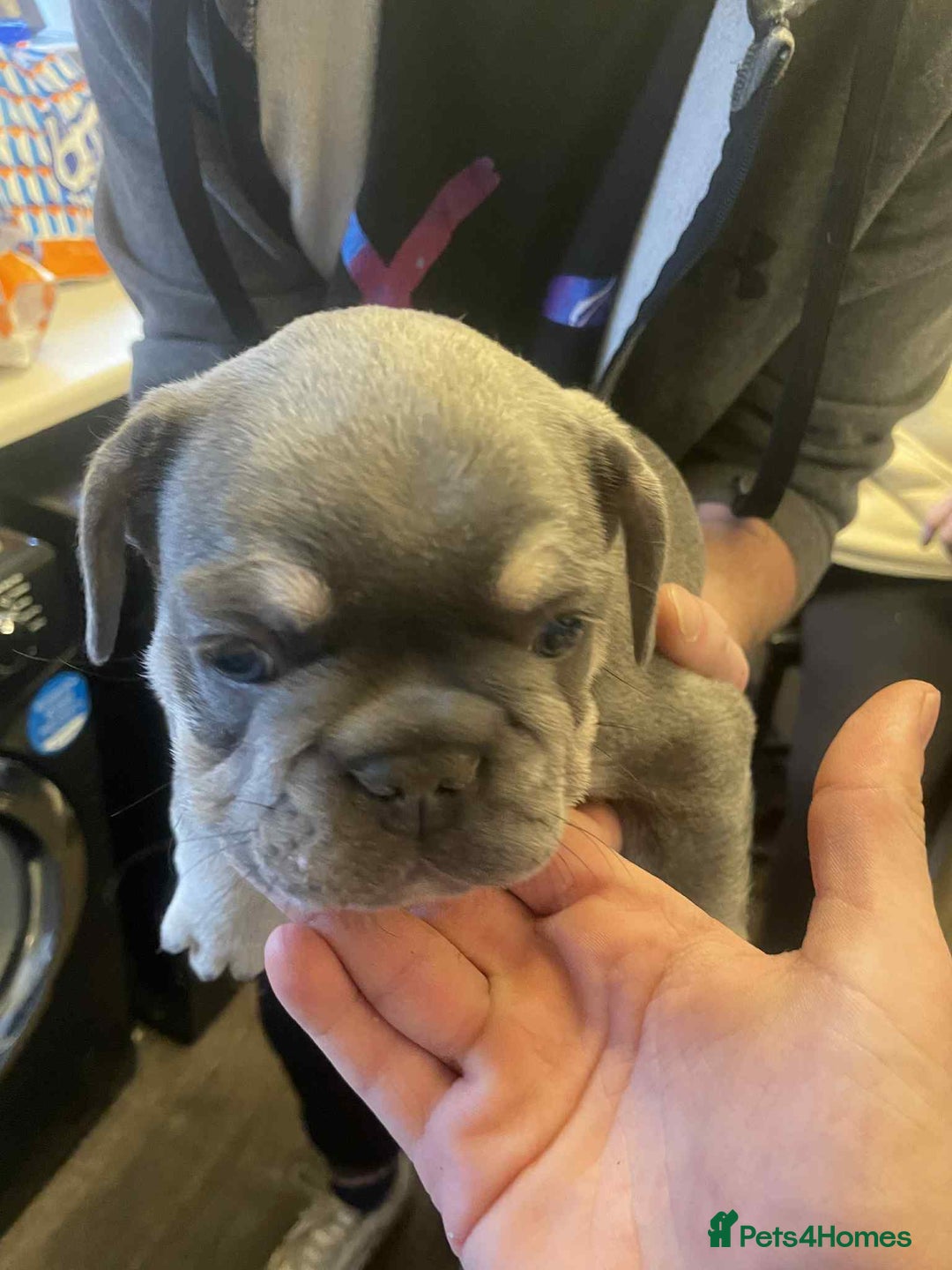 French Bulldog dogs for sale: Puppy French bulldogs - Image 2