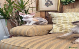 Devon Rex cats for sale: Beautiful GCCF registered girls  - Image 5