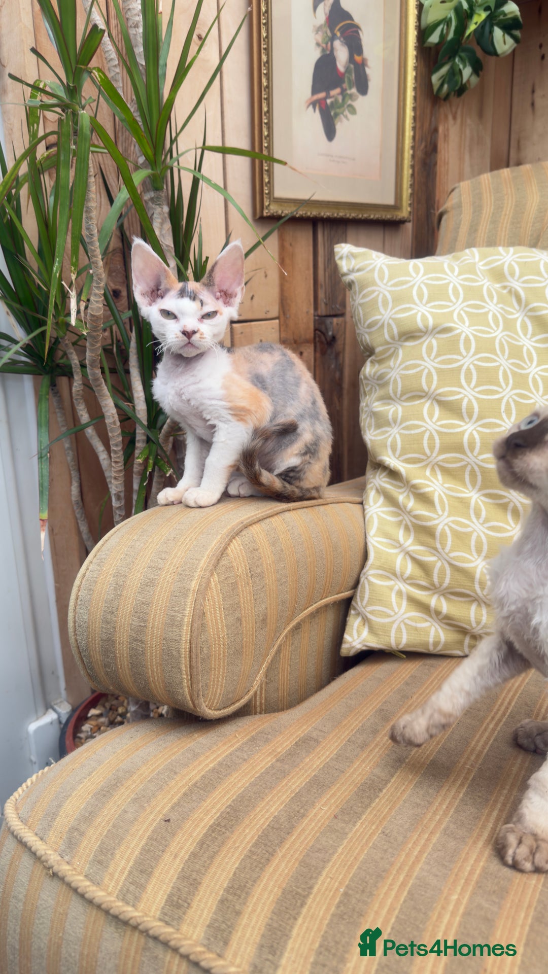 Devon Rex cats for sale: Beautiful GCCF registered girls  - Image 5