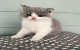 British Shorthair cats for sale: Blue bio-colour girl - Image 1