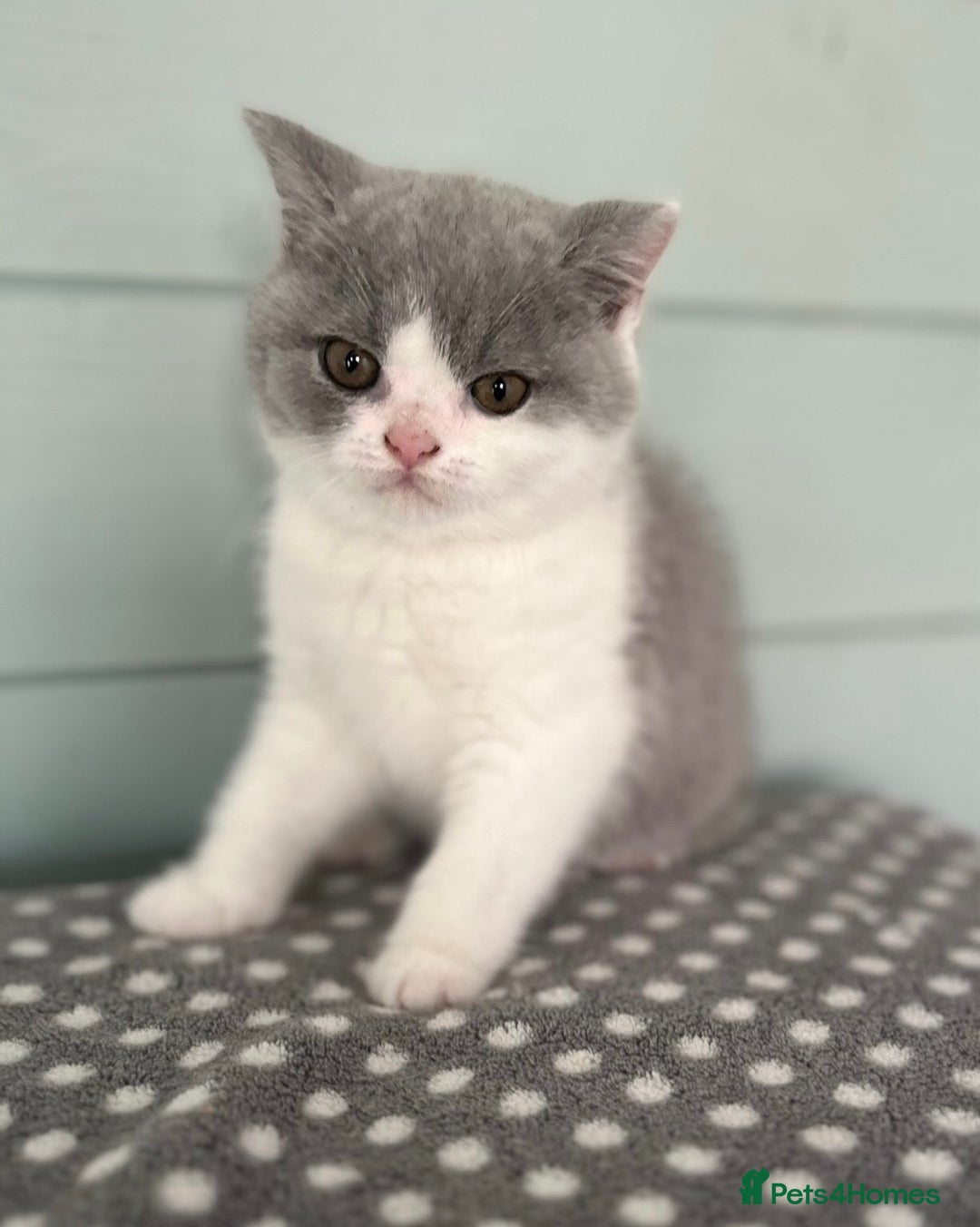 British Shorthair cats for sale: Blue bio-colour girl - Image 1