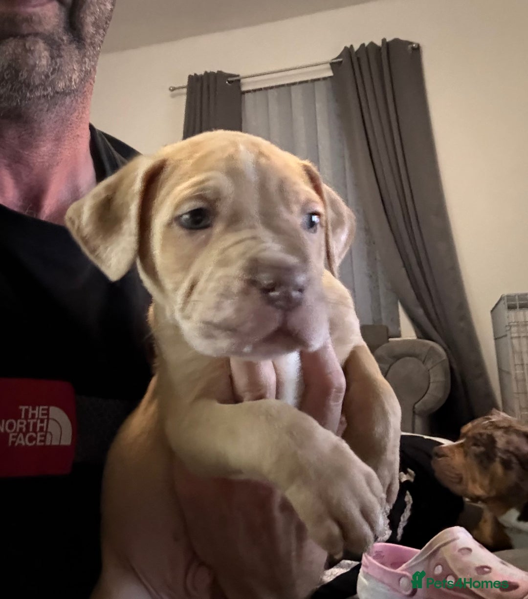 Mixed Breed dogs for sale: Tri chocolate  Corso mixed - Image 33