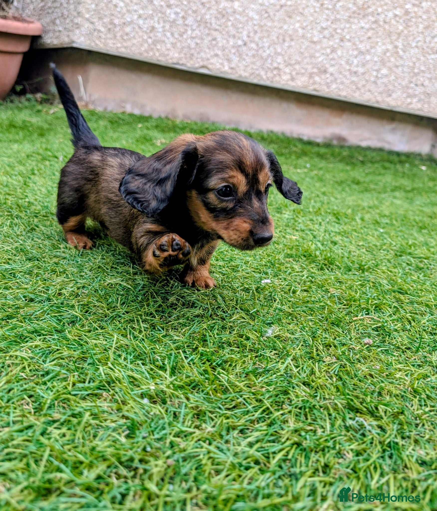 Miniature Dachshund dogs Last Long Haired Mini Dachshund, Ready Now  - Advert 2