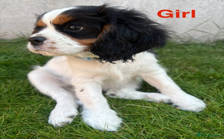 Cavalier King Charles Spaniel dogs - Advert 3