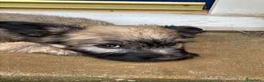 Skye Terrier Puppy 2