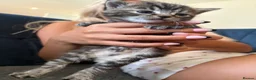 Mixed Breed cats for sale: Kitten  - Advert 5