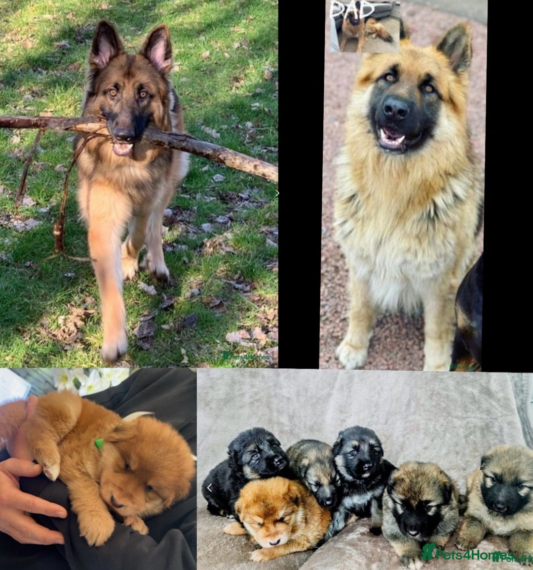 German Shepherd dogs for sale: Male German shepherd  - Image 4