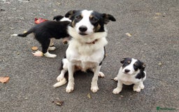 Border Collie dogs for sale: Fabulous Border Collie Pups - Image 10