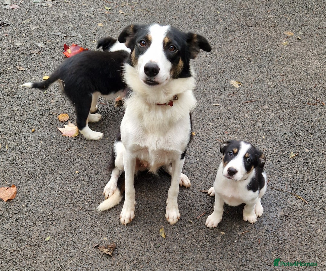 Border Collie dogs for sale: Fabulous Border Collie Pups - Image 10