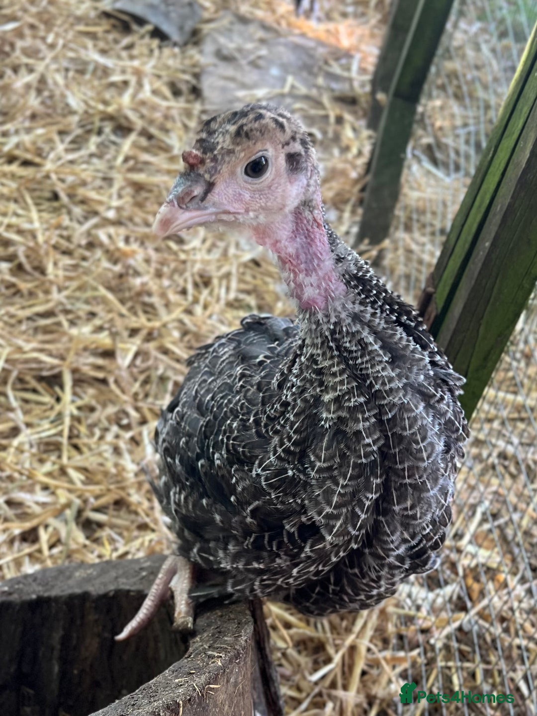 Turkeys poultry for sale: Norfolk Bronze & Black Turkeys - Image 3