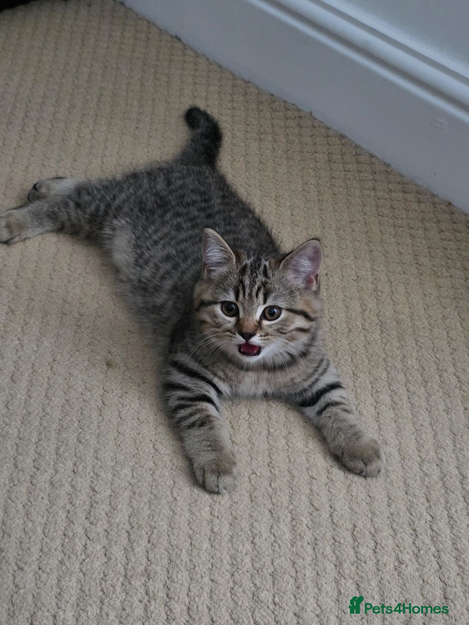 British Shorthair cats British shorthair kittens - Advert 1