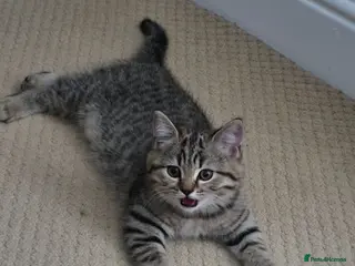 British Shorthair cats British shorthair kittens - Advert 1