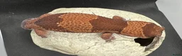 Gecko reptiles for sale: Oreo  female african fat tail - Advert 7