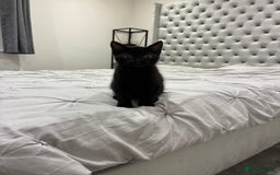 British Shorthair cats for sale: 🐾 British Shorthair Kitten🐾 - Image 4