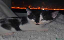 Mixed Breed cats for sale: Savannah Mix Litter🩷 discount if take two. 3 left - Image 14