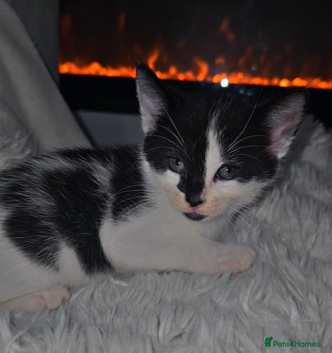 Mixed Breed cats for sale: Savannah Mix Litter🩷 discount if take two. 3 left - Image 14
