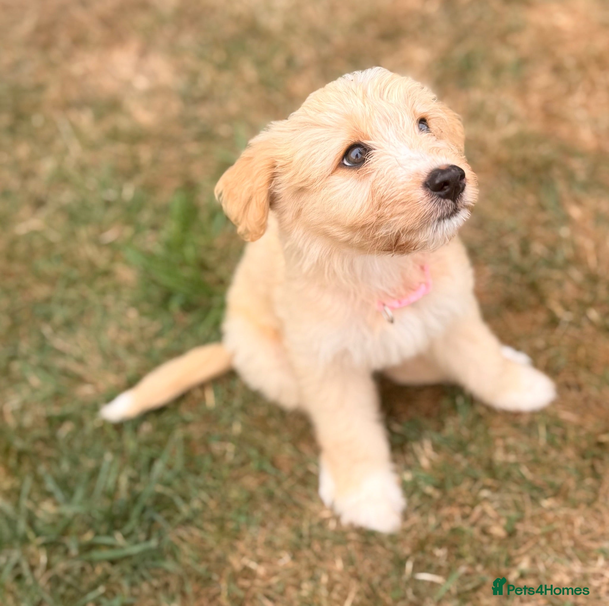 Australian Labradoodle dogs Australian double doodle puppies  - Advert 2