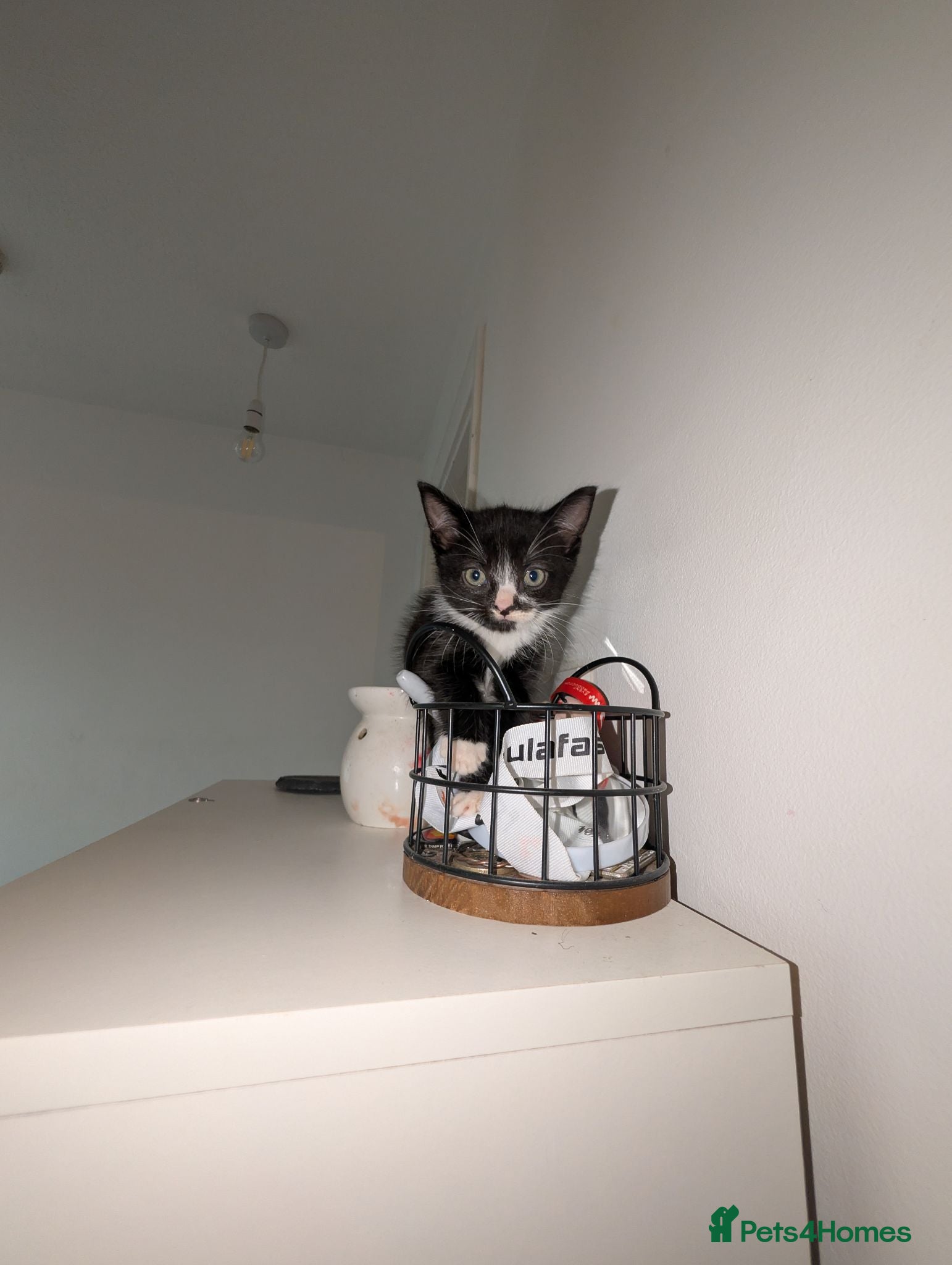 Mixed Breed cats Kittens Ready for Their Forever Homes! 🐱 - Advert 2