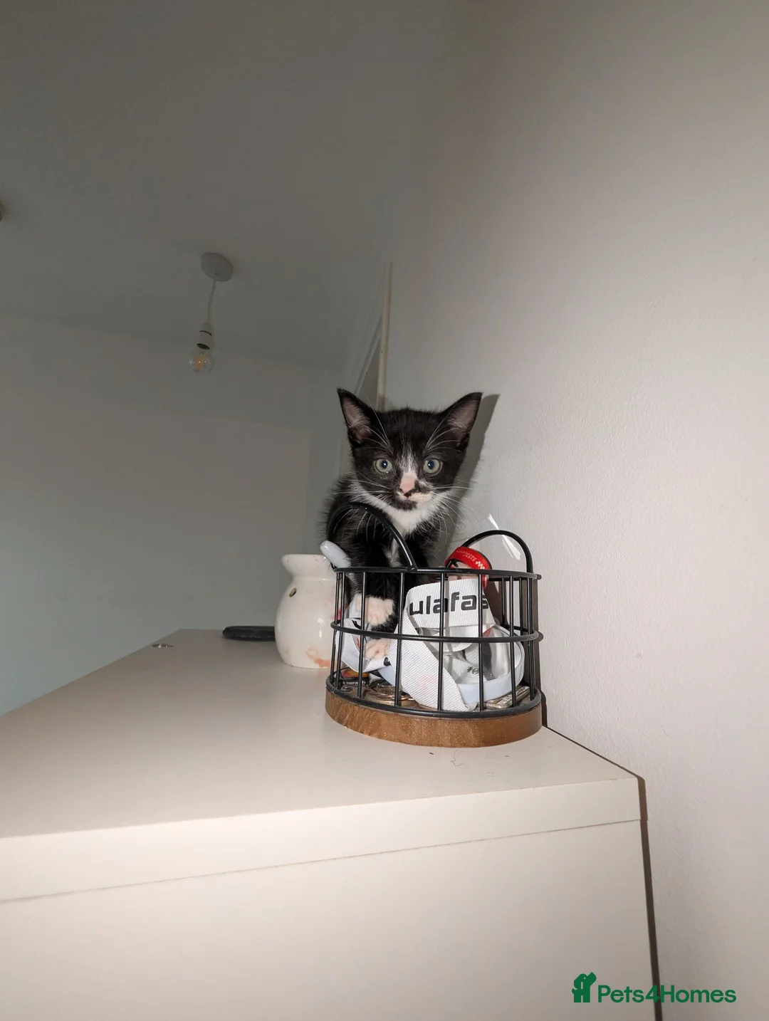 Mixed Breed cats for sale: Kittens Ready for Their Forever Homes! 🐱 - Advert 1