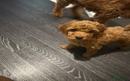 Cavapoo dogs for sale: Cavapoo puppies for sale - Image 2