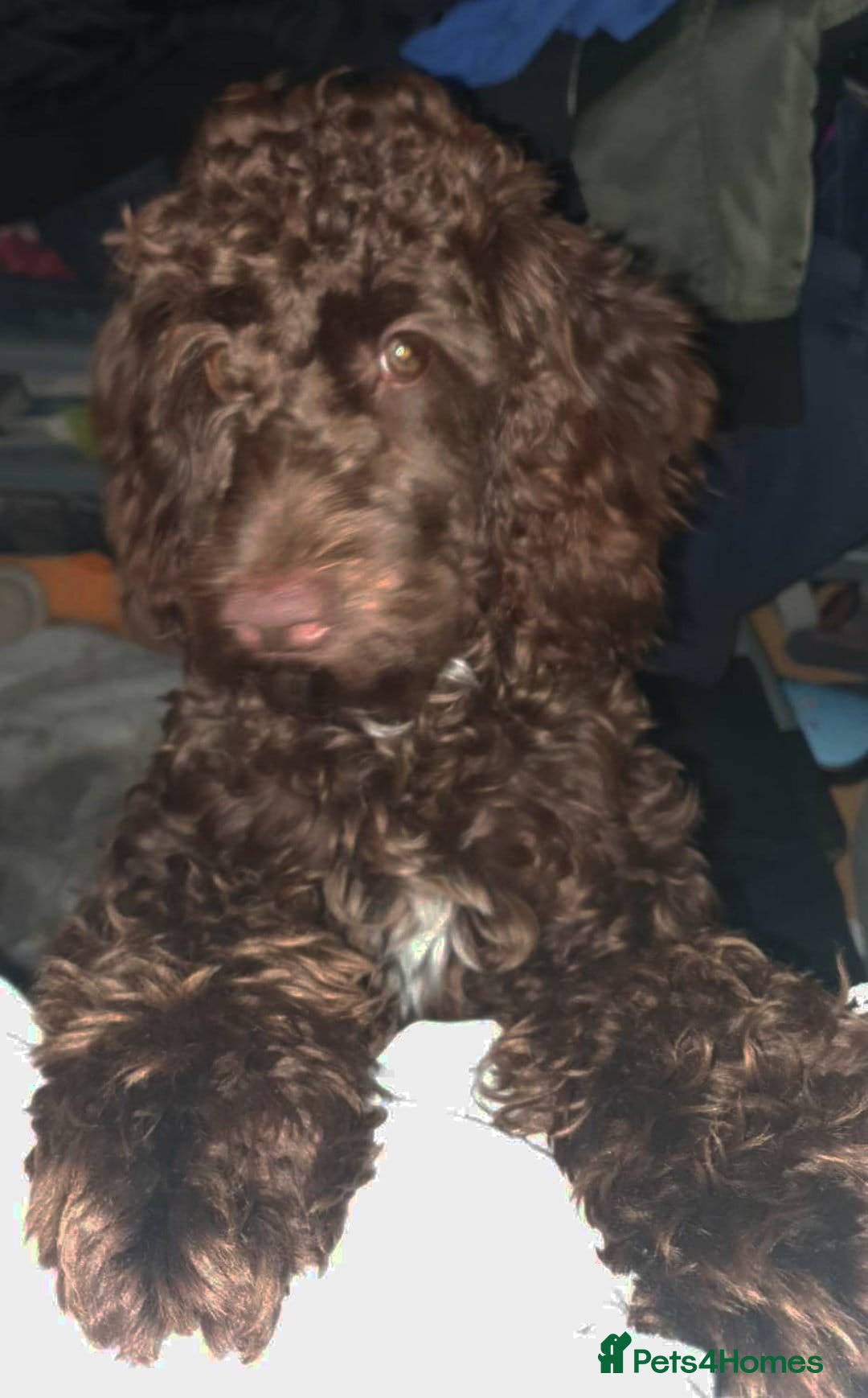Cockapoo dogs for sale: Mother and father are both certified service dogs. - Image 3
