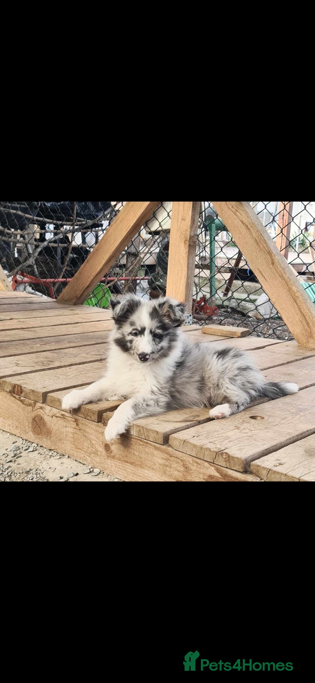 Shetland Sheepdog dogs for stud:  Bi Blue - STUD ONLY!  - Advert 4