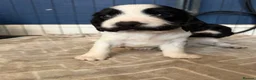 Sprocker dogs for sale: Sprocker spaniel puppies  in Bellshill - Advert 7
