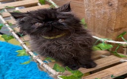 Persian cats for sale: Gorgeous Persians gccf registered pkd neg   - Image 35